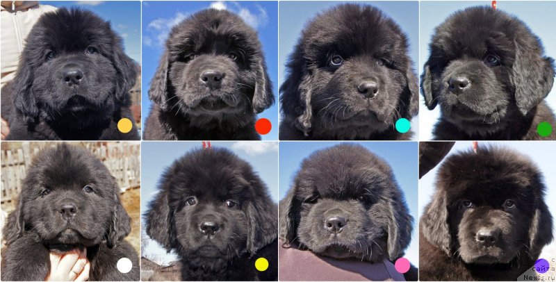 Фото: ньюфаундленд Super Bizon Fiametta (Супер Бизон Фиаметта), ньюфаундленд Super Bizon Fabula (Супер Бизон Фабула), ньюфаундленд Super Bizon Fifa (Супер Бизон Фифа), ньюфаундленд Super Bizon Frutella (Супер Бизон Фрутелла), ньюфаундленд Super Bizon Fishka (Супер Бизон Фишка), ньюфаундленд Super Bizon Fiona (Супер Бизон Фиона), ньюфаундленд Super Bizon Flamingo (Супер Бизон Фламинго), ньюфаундленд Super Bizon Florida (Супер Бизон Флорида)