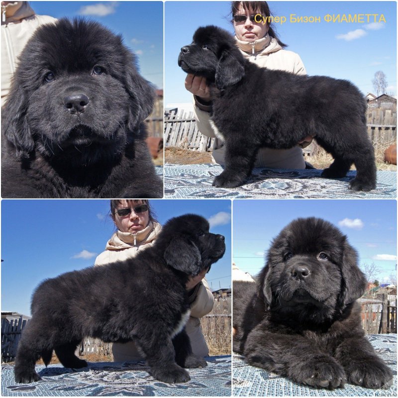 Фото: ньюфаундленд Super Bizon Fiametta (Супер Бизон Фиаметта)