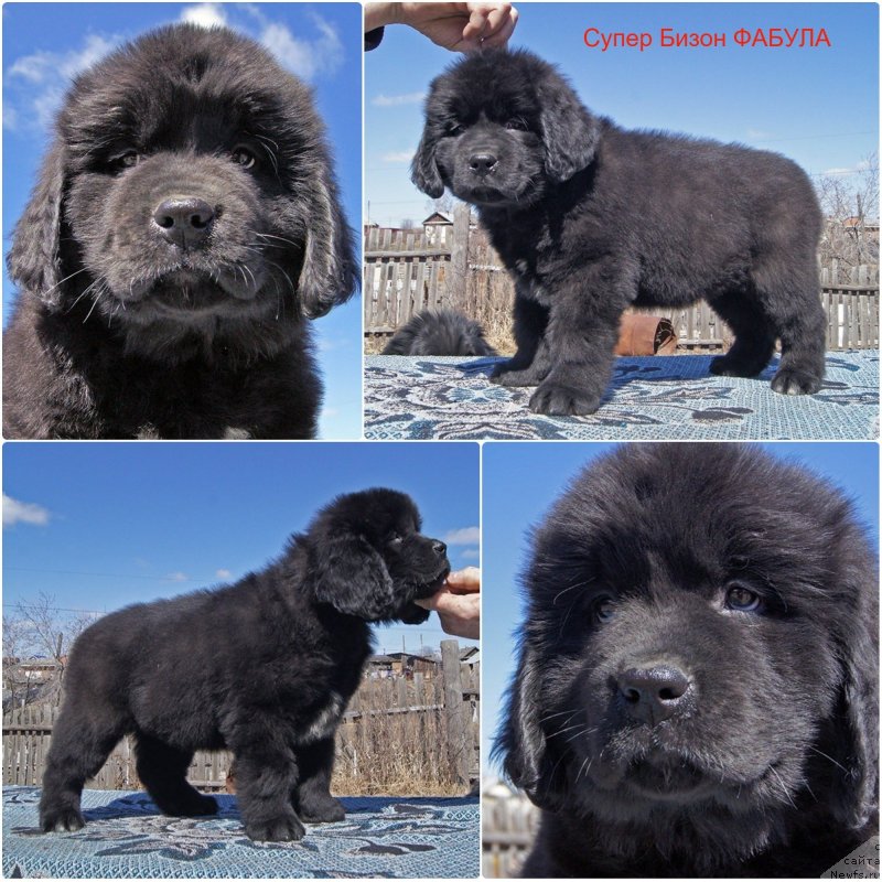 Фото: ньюфаундленд Super Bizon Fabula (Супер Бизон Фабула)