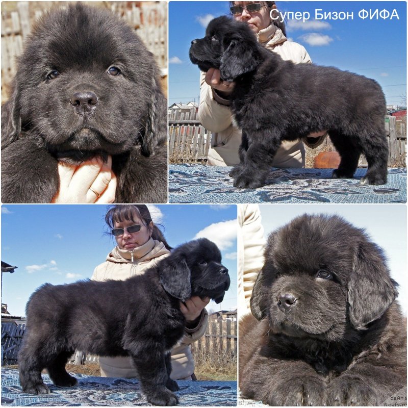 Фото: ньюфаундленд Super Bizon Fifa (Супер Бизон Фифа)
