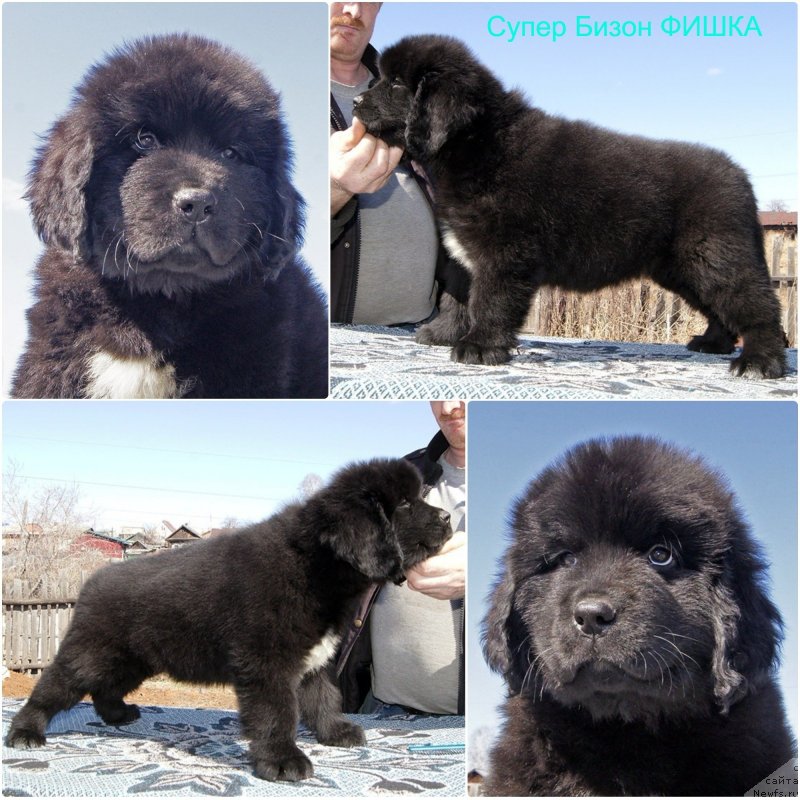 Фотография № 235622