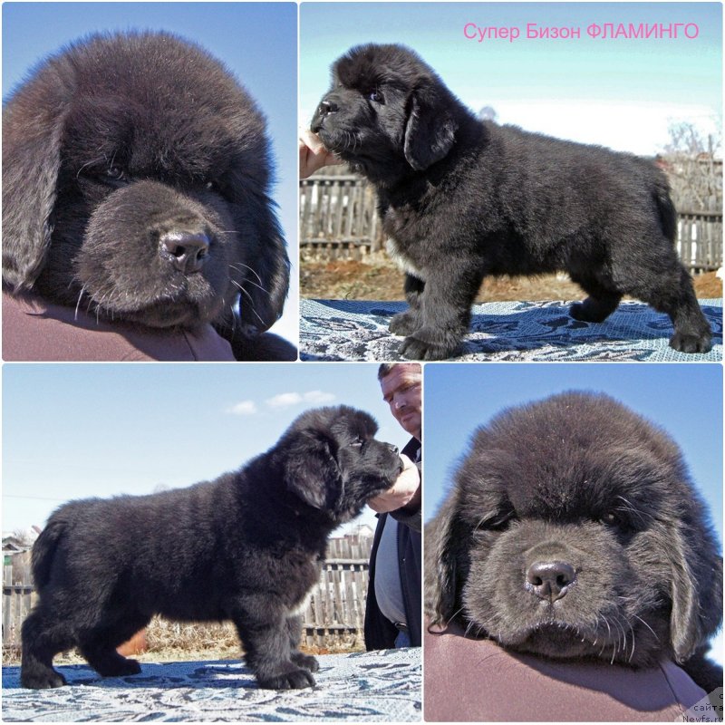 Фото: ньюфаундленд Super Bizon Flamingo (Супер Бизон Фламинго)
