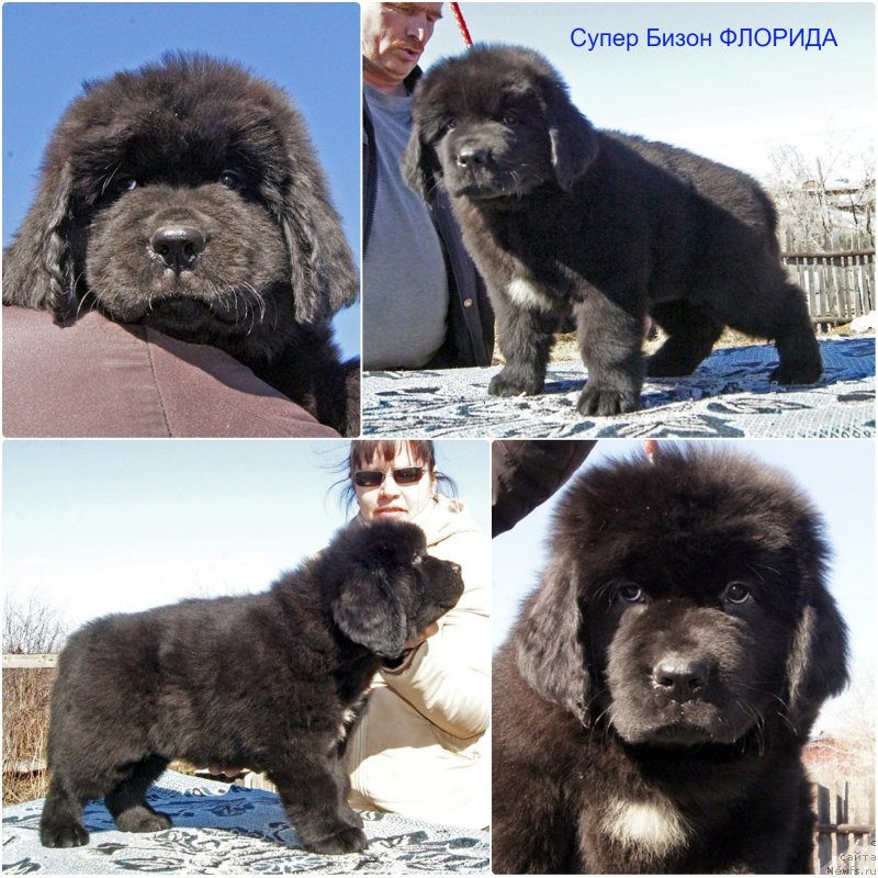 Фото: ньюфаундленд Super Bizon Florida (Супер Бизон Флорида)