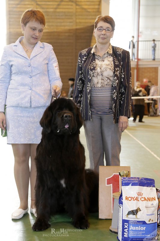 Фото: ньюфаундленд Aquatoriya Kelvin Yauza (Акватория Келвин Яуза)