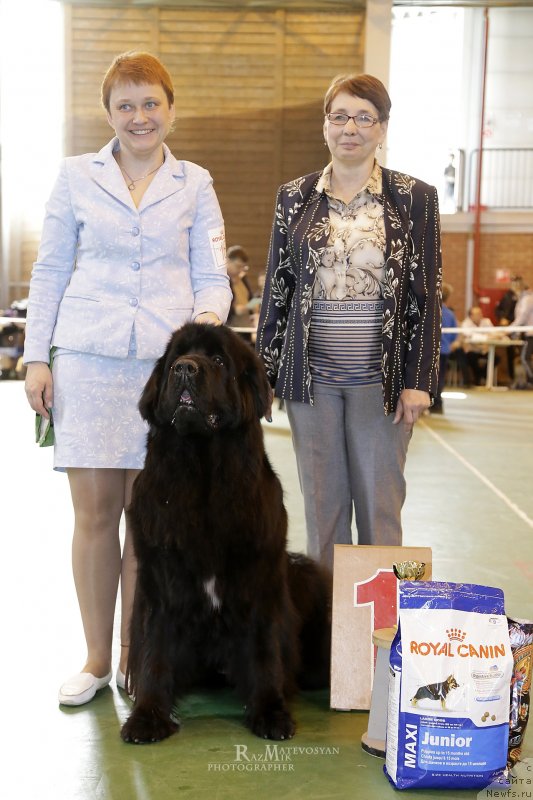 Фото: ньюфаундленд Aquatoriya Kelvin Yauza (Акватория Келвин Яуза)