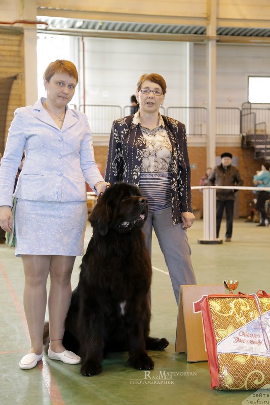 Фото: ньюфаундленд Aquatoriya Kelvin Yauza (Акватория Келвин Яуза)