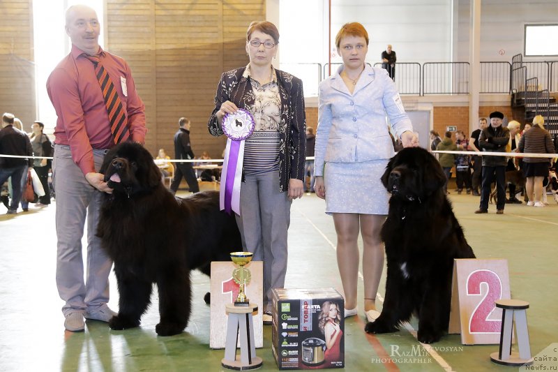 Фото: ньюфаундленд Sent Djons Exclusive (Сент Джонс Эксклюзив), ньюфаундленд Aquatoriya Kelvin Yauza (Акватория Келвин Яуза)