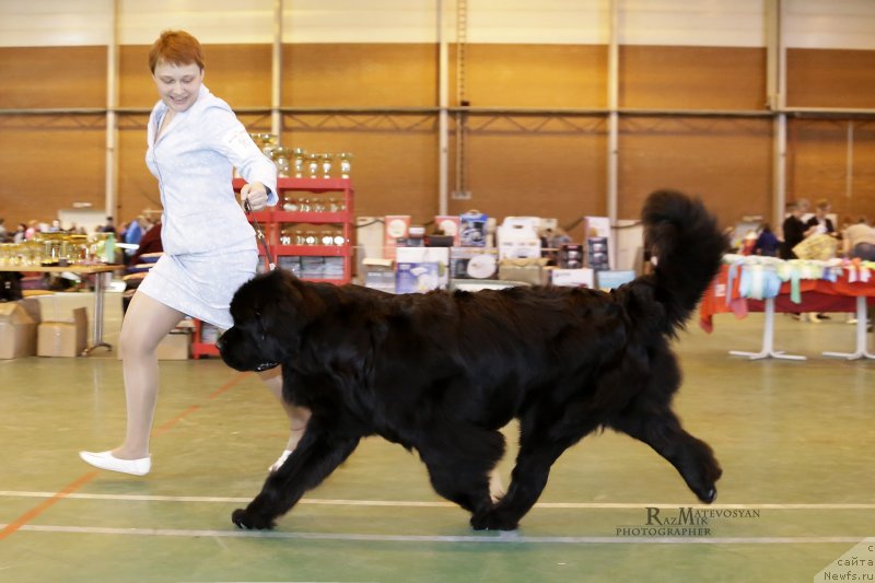 Фото: ньюфаундленд Aquatoriya Kelvin Yauza (Акватория Келвин Яуза)