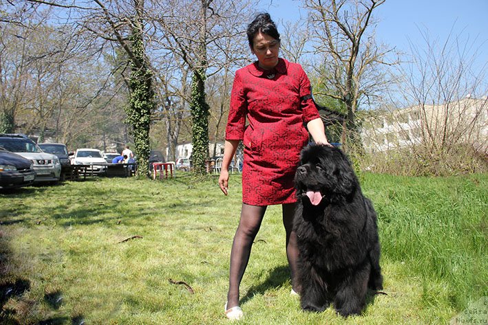 Фото: ньюфаундленд Top Winner Midnight Bear