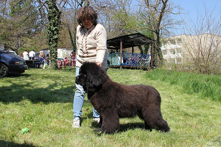 Фото: ньюфаундленд Oreshka s Berega Dona (Орешка с Берега Дона)