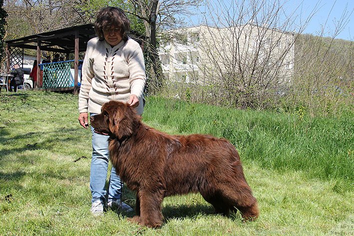 Фото: ньюфаундленд Lilu s Berega Dona (Лилу с Берега Дона)