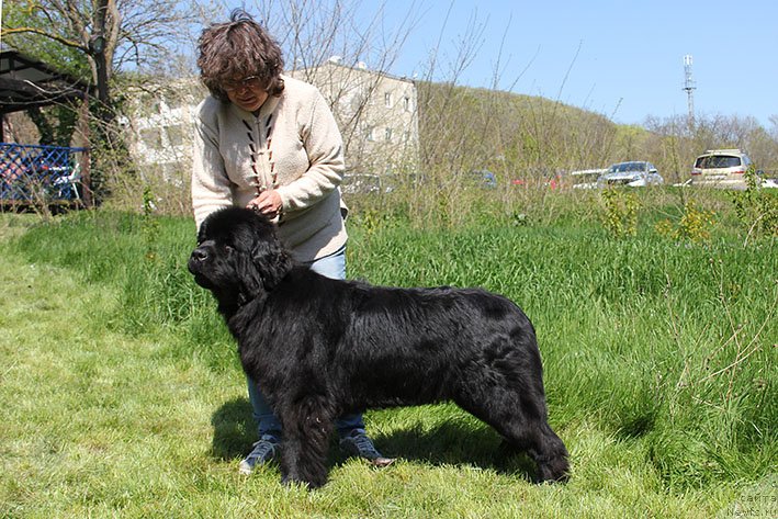 Фото: ньюфаундленд Zhanetta s Berega Dona (Жанетта с Берега Дона)