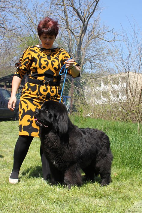 Фото: ньюфаундленд Zhemchuzhina Kubani Zheneve-Debyut (Жемчужина Кубани Женеве-Дебют)