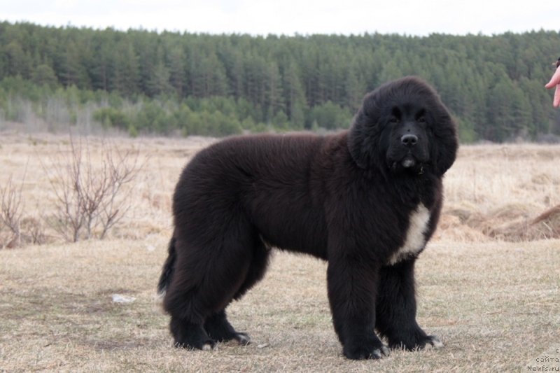 Фото: ньюфаундленд Akvian Song Foster (Аквиан Сонг Фостер)