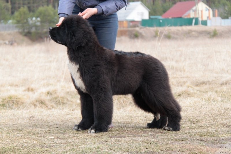 Фото: ньюфаундленд Akvian Song Foster (Аквиан Сонг Фостер)