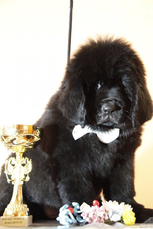 Фото: ньюфаундленд Perl of Sia Dips Jizel' (Перл оф Сиа Дипс Жизель)