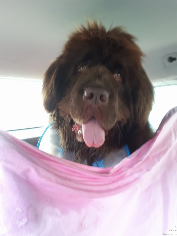 Фото: ньюфаундленд Brownblood MSK Avanti Darling Kid (Браунблад МСК Аванти Дарлинг Кид)