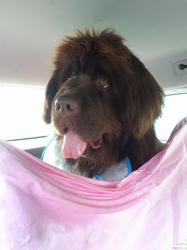 Фото: ньюфаундленд Brownblood MSK Avanti Darling Kid (Браунблад МСК Аванти Дарлинг Кид)