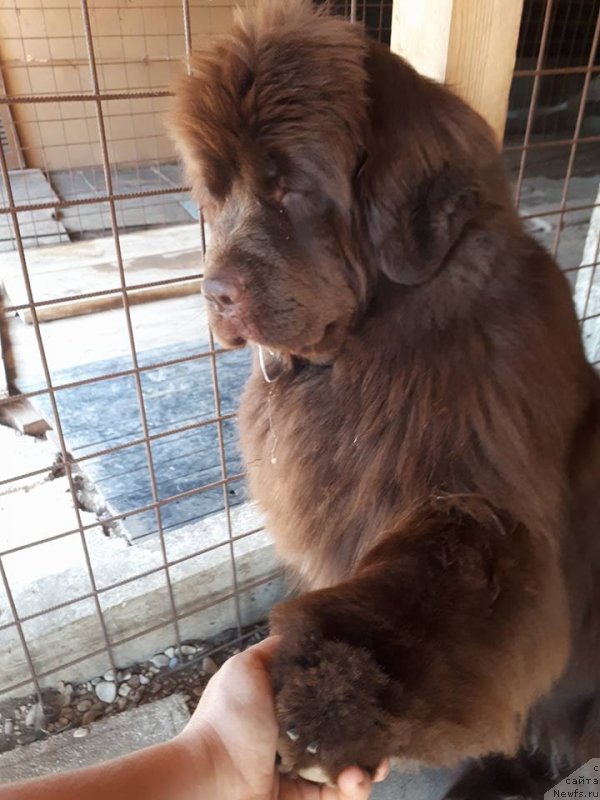 Фото: ньюфаундленд Brownblood MSK Avanti Darling Kid (Браунблад МСК Аванти Дарлинг Кид)