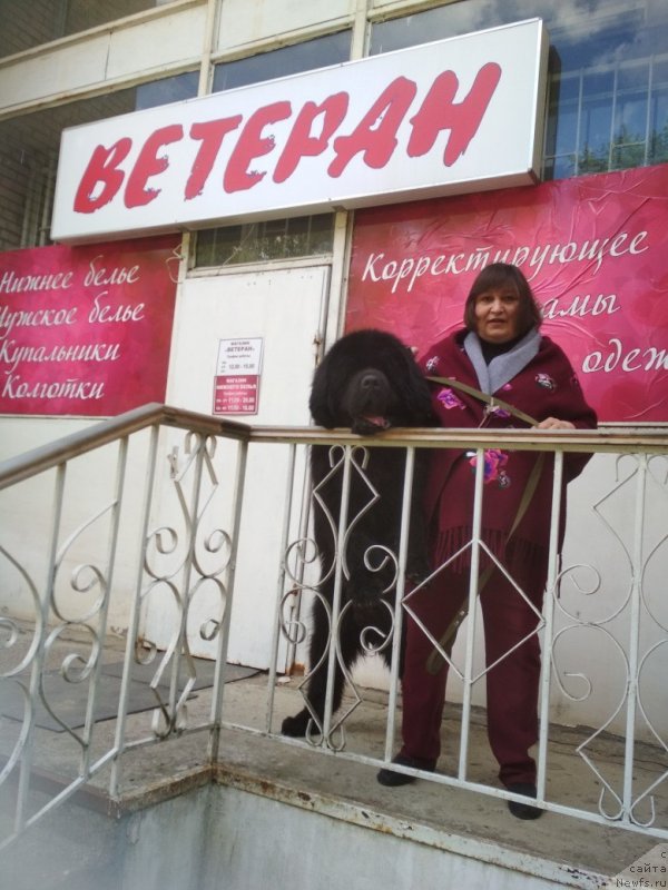 Фото: ньюфаундленд Matvey s Berega Dona (Матвей с Берега Дона)