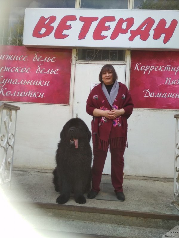 Фото: ньюфаундленд Matvey s Berega Dona (Матвей с Берега Дона)