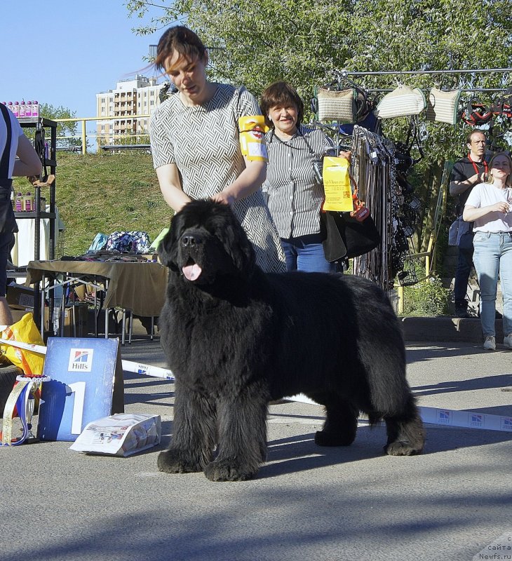 Фото: ньюфаундленд Smigar Agday Virtus (Смигар Агдай Виртус)