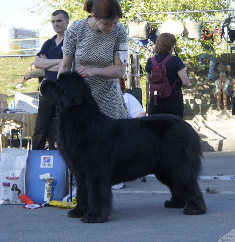 Фото: ньюфаундленд Smigar Afrodita Medichi (Смигар Афродита Медичи)