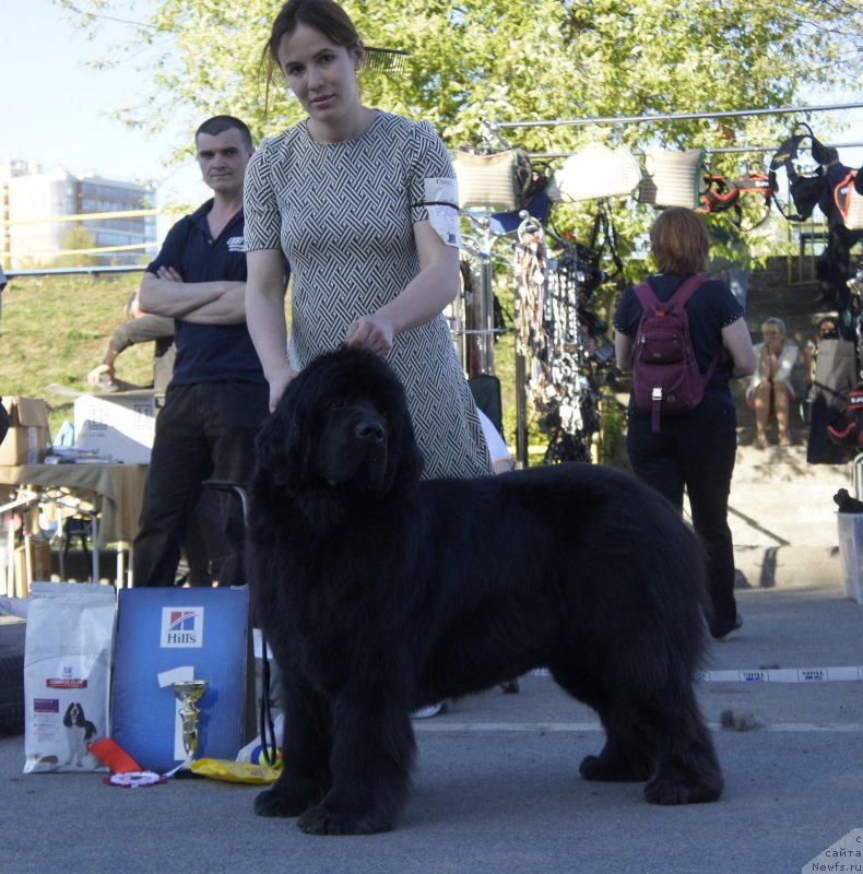 Фото: ньюфаундленд Smigar Afrodita Medichi (Смигар Афродита Медичи)