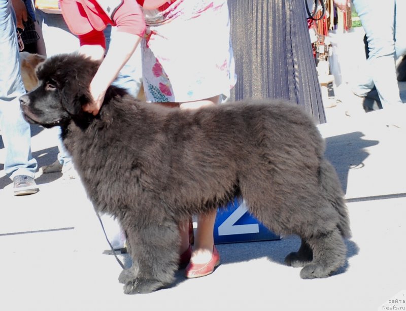 Фото: ньюфаундленд Belkonder-Club Mont Blanc (Белкондер-Клаб Монблан)