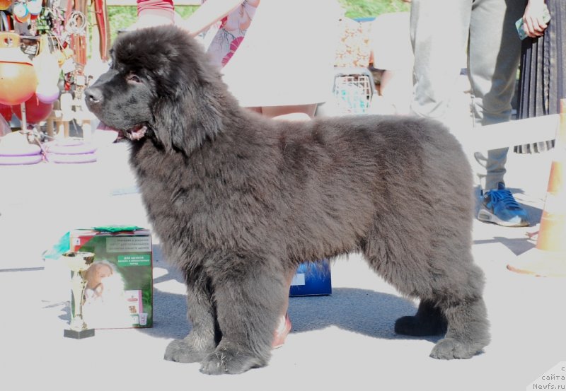 Фото: ньюфаундленд Belkonder-Club Mont Blanc (Белкондер-Клаб Монблан)