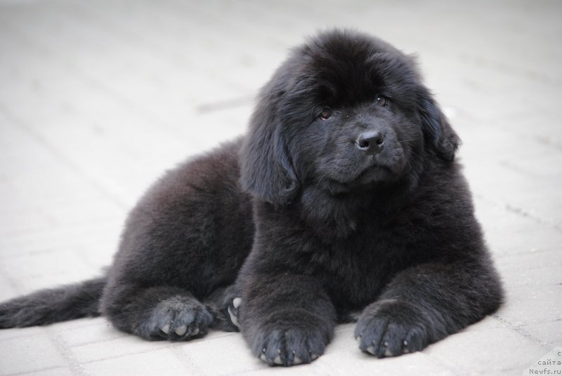 Фото: ньюфаундленд Moya Stihiya Rozalinda (Моя Стихия Розалинда)