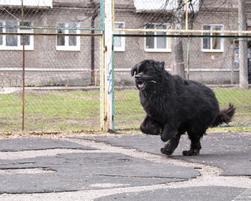 Фото: ньюфаундленд Kiper Soul Layon Hyeert (Кипер Соул Лайон Хэерт)