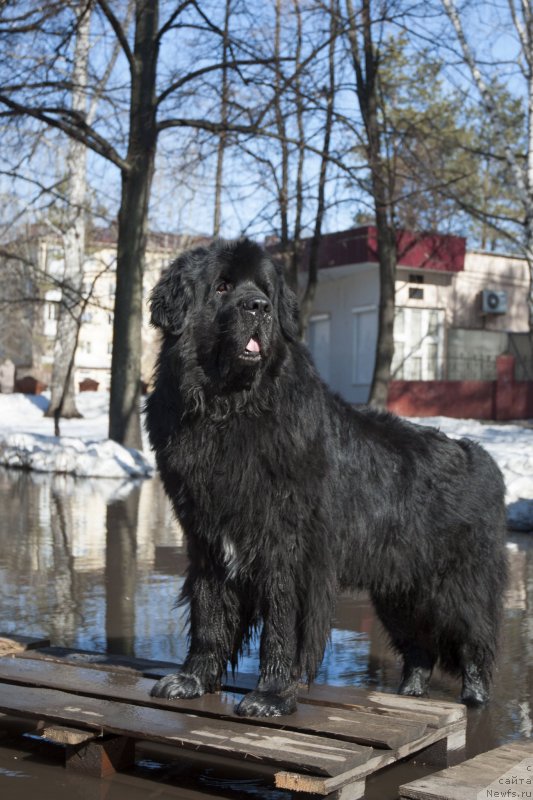 Фото: ньюфаундленд Kiper Soul Layon Hyeert (Кипер Соул Лайон Хэерт)