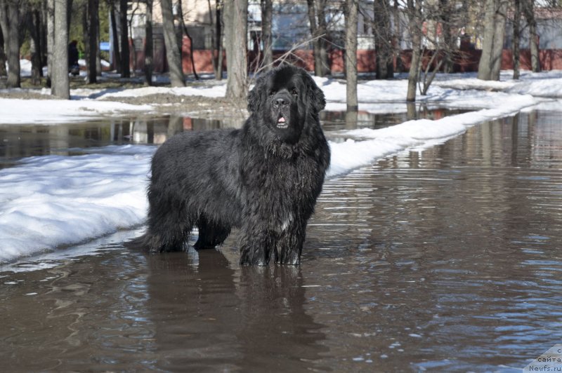 Фото: ньюфаундленд Kiper Soul Layon Hyeert (Кипер Соул Лайон Хэерт)