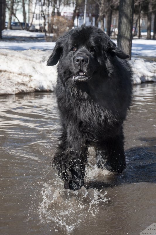 Фото: ньюфаундленд Kiper Soul Layon Hyeert (Кипер Соул Лайон Хэерт)