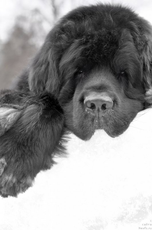 Фото: ньюфаундленд Kiper Soul Layon Hyeert (Кипер Соул Лайон Хэерт)