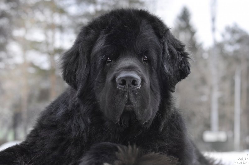 Фото: ньюфаундленд Kiper Soul Layon Hyeert (Кипер Соул Лайон Хэерт)
