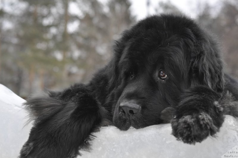 Фото: ньюфаундленд Kiper Soul Layon Hyeert (Кипер Соул Лайон Хэерт)