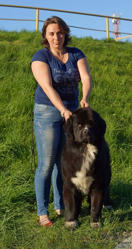 Фото: ньюфаундленд Piternyuf DJ Chaos (Питерньюф Ди Джей Хаос)