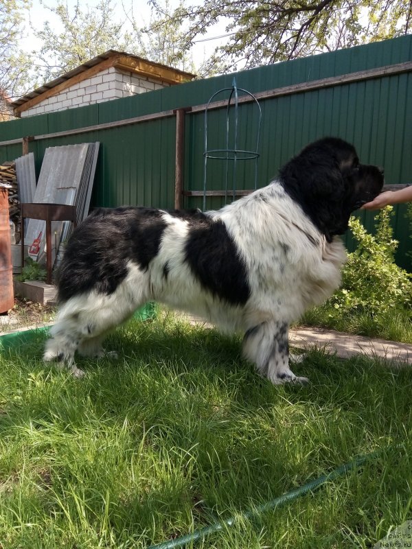 Фотография № 235725