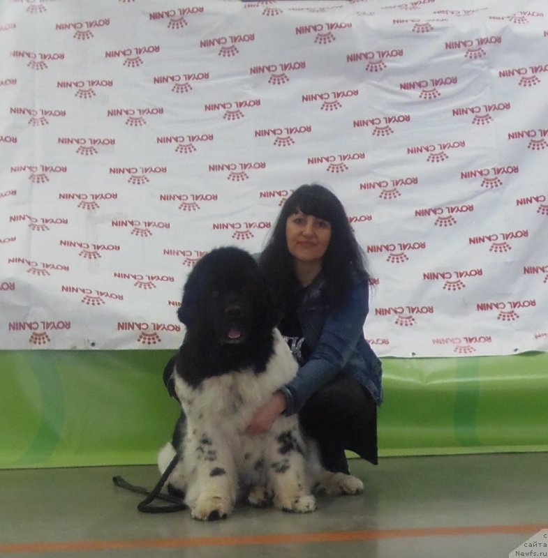 Фото: ньюфаундленд Fiamettahauz Martini Bianka (Фиаметтахауз Мартини Бьянка), YUliya Kupriyanova (Юлия Куприянова)