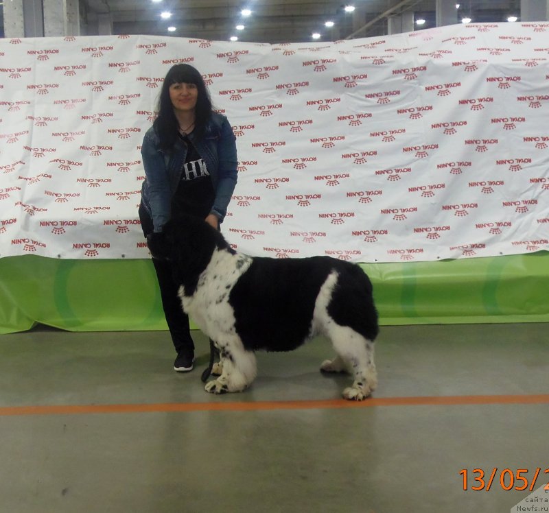 Фото: ньюфаундленд Fiamettahauz Martini Bianka (Фиаметтахауз Мартини Бьянка), YUliya Kupriyanova (Юлия Куприянова)