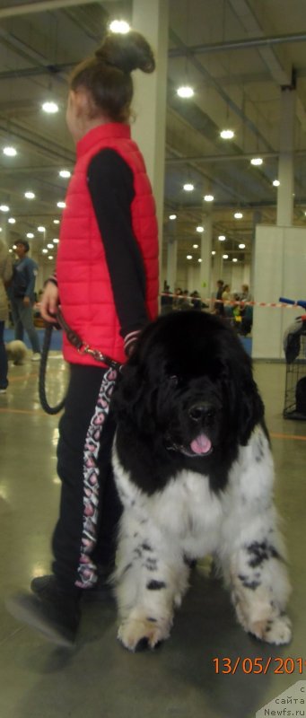 Фото: ньюфаундленд Fiamettahauz Martini Bianka (Фиаметтахауз Мартини Бьянка)