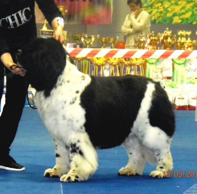 Фото: ньюфаундленд Fiamettahauz Martini Bianka (Фиаметтахауз Мартини Бьянка)