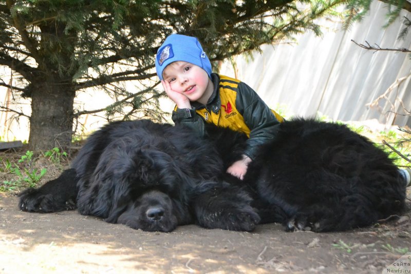 Фото: ньюфаундленд Talisman Morya La-Valetta (Талисман Моря Ла-Валетта)