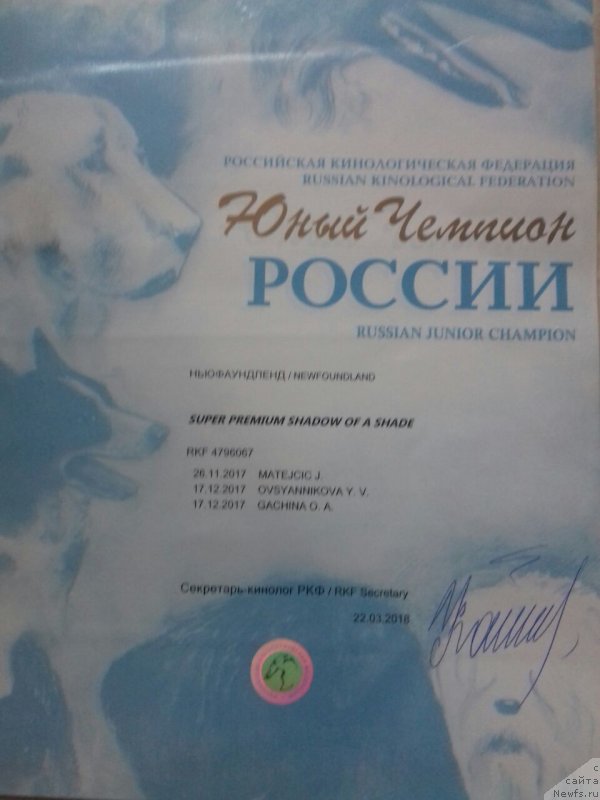 Фото: ньюфаундленд Super Premium Shadow of a Shade (Супер Премиум Шадо оф э Шаде)