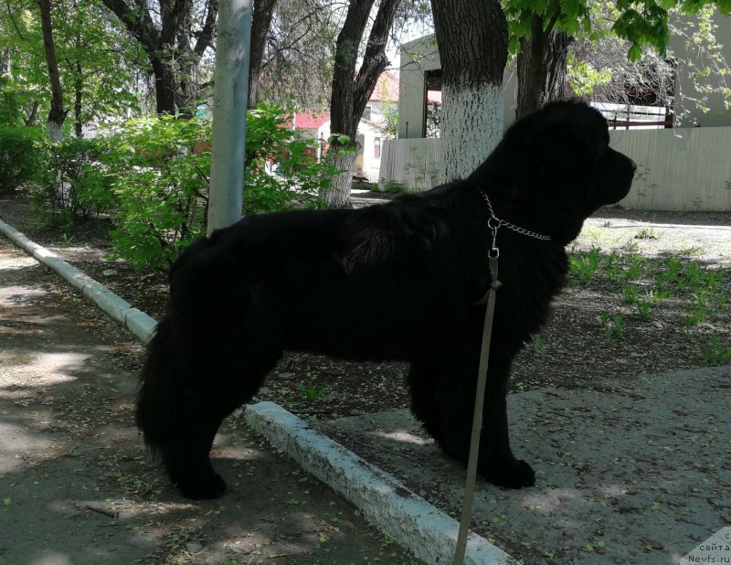 Фото: ньюфаундленд Cherniy Balu Lord-Kantsler (Черный Балу Лорд-Канцлер)