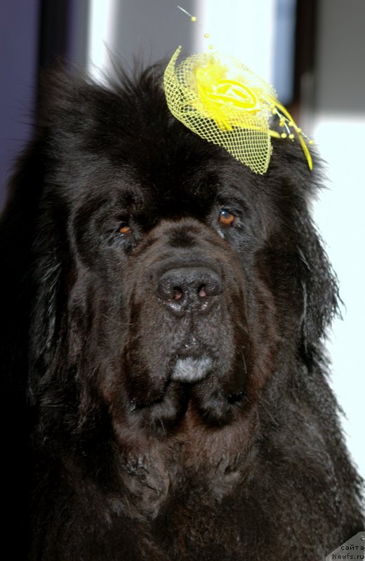 Фотография № 235759