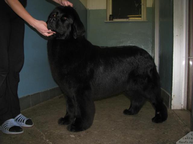 Фото: ньюфаундленд Nort Fyeys Lavanda (Норт Фэйс Лаванда)