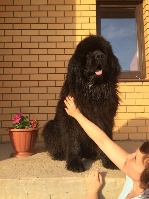 Фото: ньюфаундленд Sirius Bol'shoy Pes (Сириус Большой Пес)